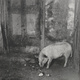 Image for article titled Slum Life In New York City During the Nineteenth Century's Gilded Age